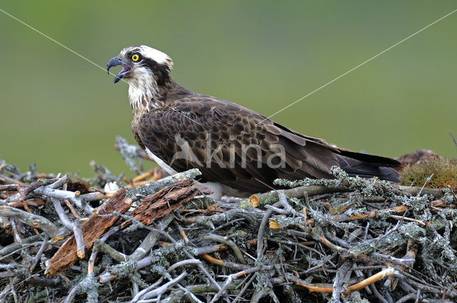 Visarend (Pandion haliaetus)