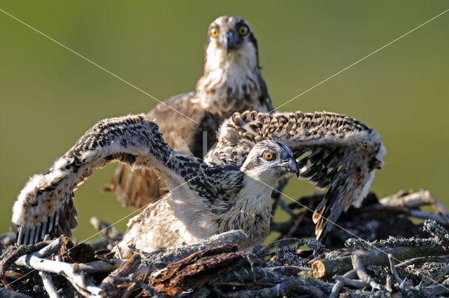 Visarend (Pandion haliaetus)