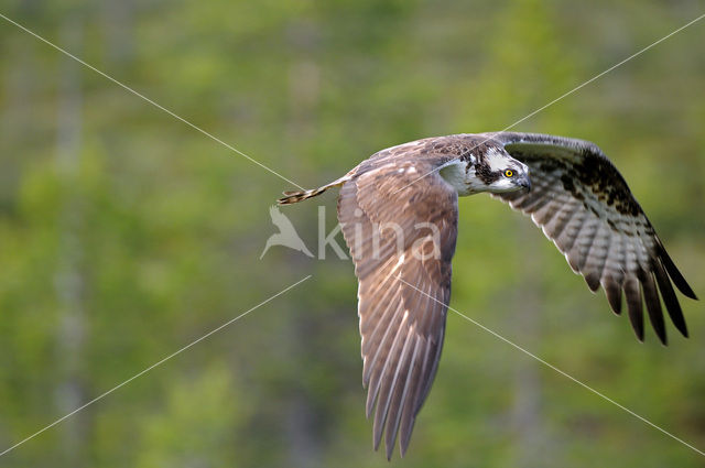 Visarend (Pandion haliaetus)