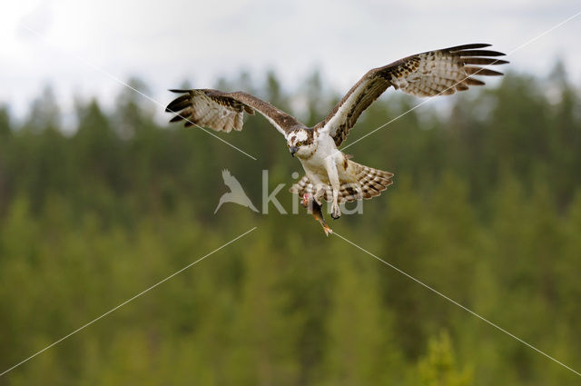 Visarend (Pandion haliaetus)