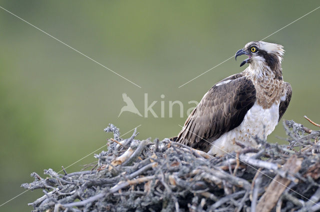 Visarend (Pandion haliaetus)