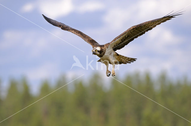 Visarend (Pandion haliaetus)