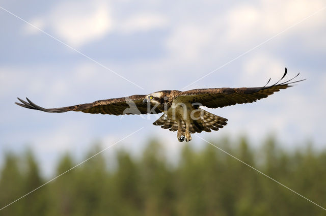 Visarend (Pandion haliaetus)