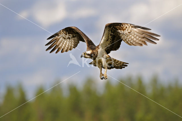 Visarend (Pandion haliaetus)