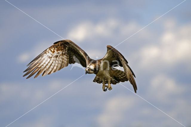 Visarend (Pandion haliaetus)