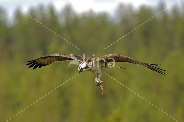 Visarend (Pandion haliaetus)