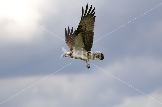 Visarend (Pandion haliaetus)