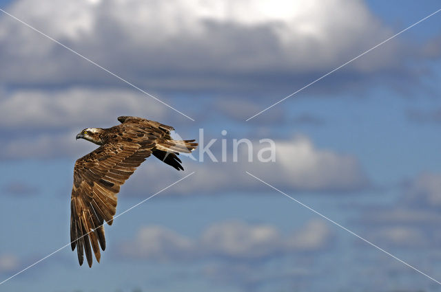 Visarend (Pandion haliaetus)