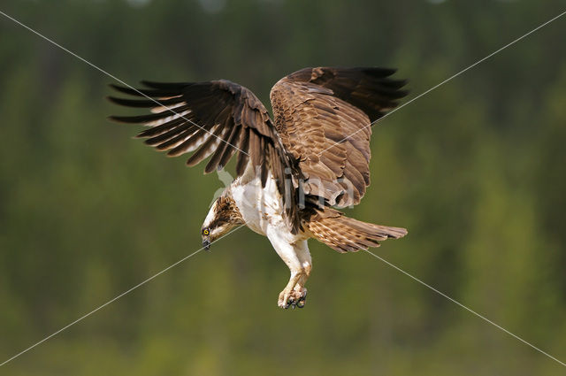 Visarend (Pandion haliaetus)