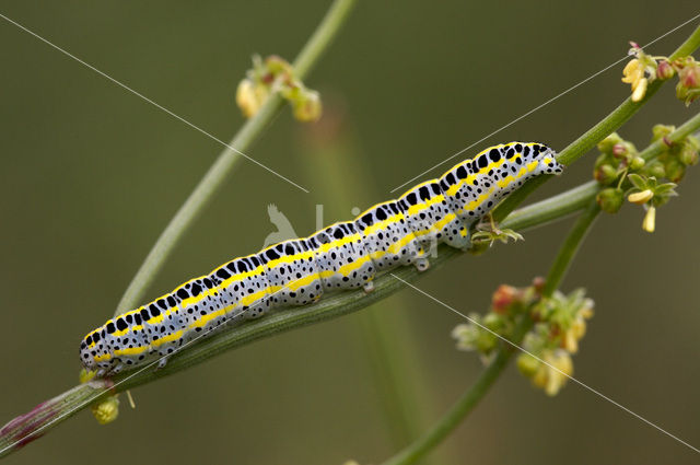 Vlasbekuiltje (Calophasia lunula)