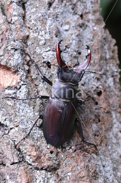 Vliegend hert (Lucanus cervus)