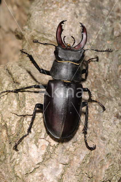 Vliegend hert (Lucanus cervus)