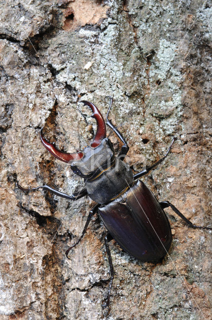 Vliegend hert (Lucanus cervus)