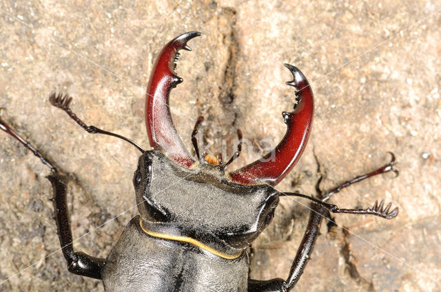 Vliegend hert (Lucanus cervus)