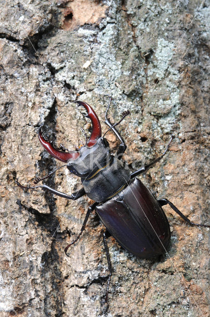 Vliegend hert (Lucanus cervus)