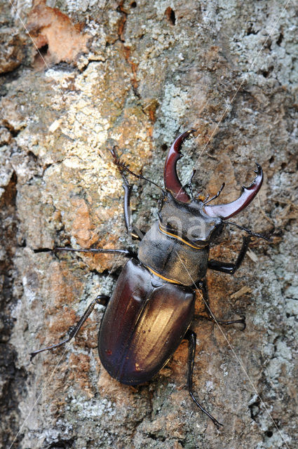 Vliegend hert (Lucanus cervus)