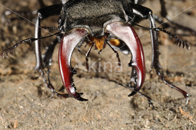 Vliegend hert (Lucanus cervus)