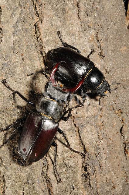 Vliegend hert (Lucanus cervus)