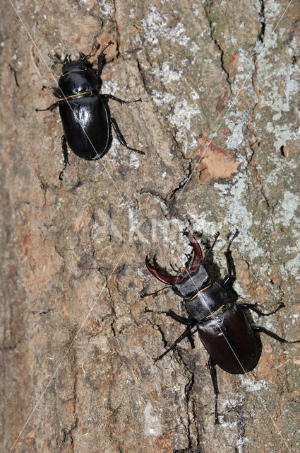 Vliegend hert (Lucanus cervus)