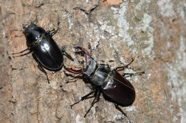 Vliegend hert (Lucanus cervus)