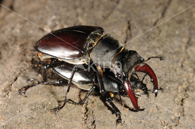 Vliegend hert (Lucanus cervus)