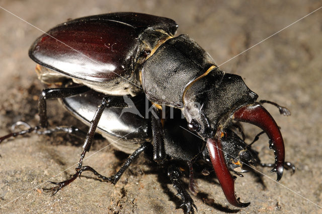 Vliegend hert (Lucanus cervus)