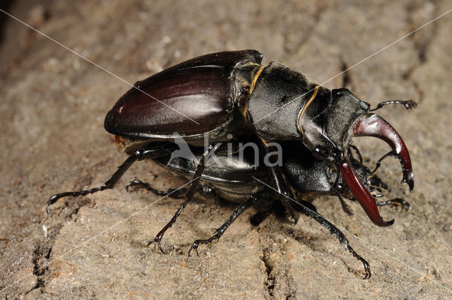 Vliegend hert (Lucanus cervus)