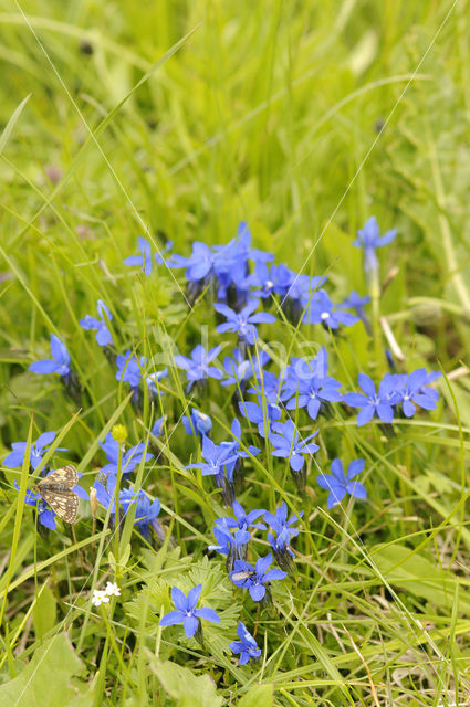 Spring gentian (Gentiana verna)