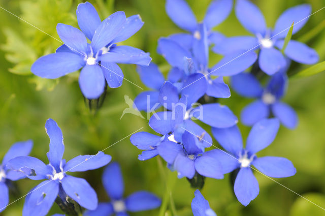 Voorjaarsgentiaan (Gentiana verna)