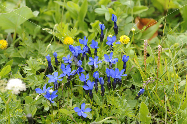 Voorjaarsgentiaan (Gentiana verna)