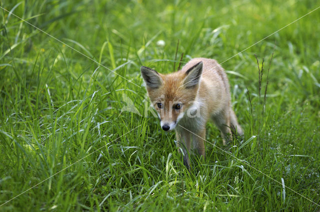 Vos (Vulpes vulpes)