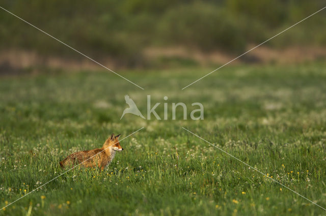 Vos (Vulpes vulpes)