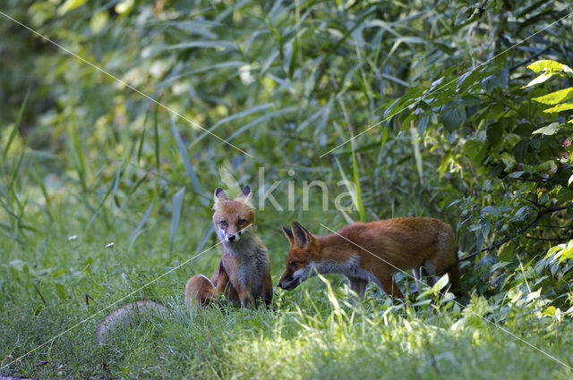 Vos (Vulpes vulpes)