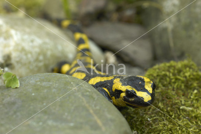 Vuursalamander (Salamandra salamandra)