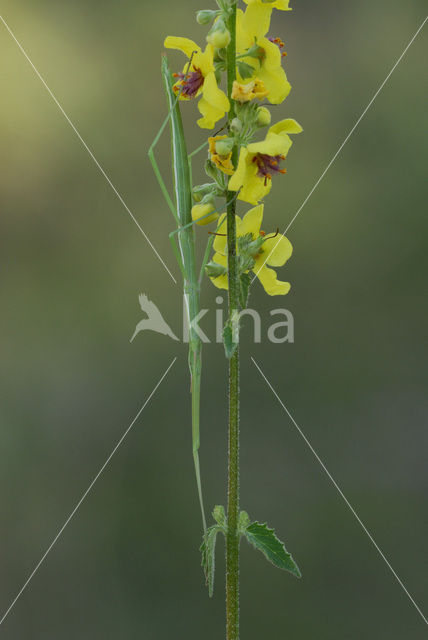 Wandelende tak (Leptynia hispanica)