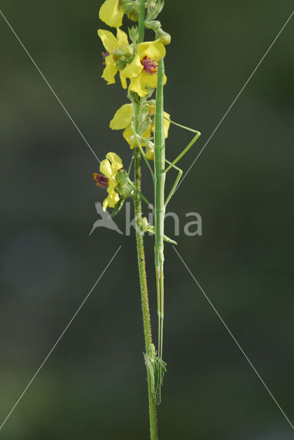 Wandelende tak (Leptynia hispanica)