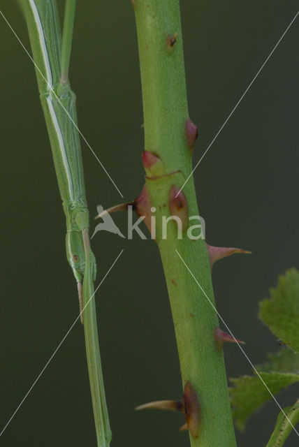 Wandelende tak (Leptynia hispanica)