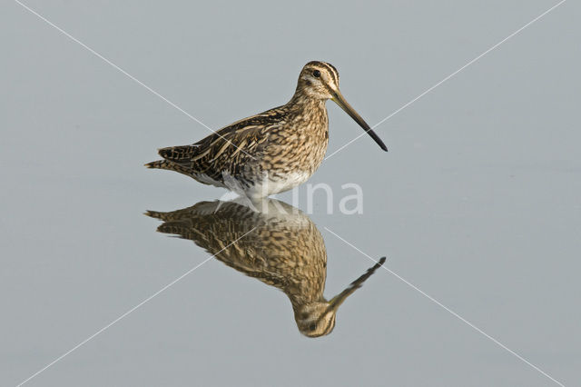 Watersnip (Gallinago gallinago)