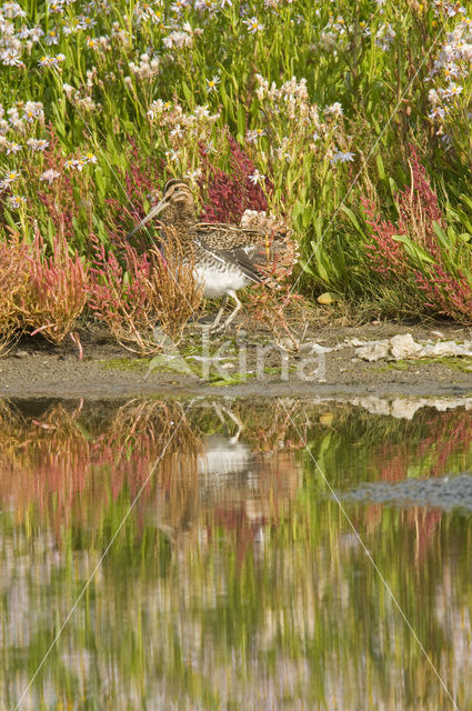 Watersnip (Gallinago gallinago)