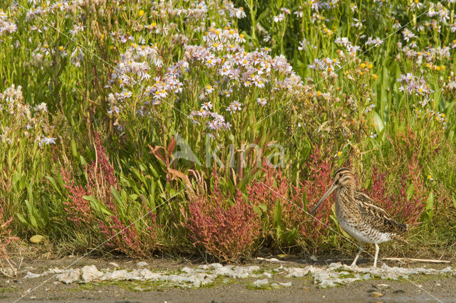 Common Snipe (Gallinago gallinago)