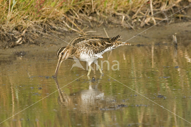 Watersnip (Gallinago gallinago)