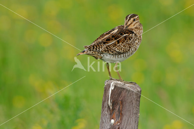 Watersnip (Gallinago gallinago)