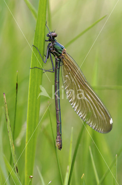 Weidebeekjuffer (Calopteryx splendens)