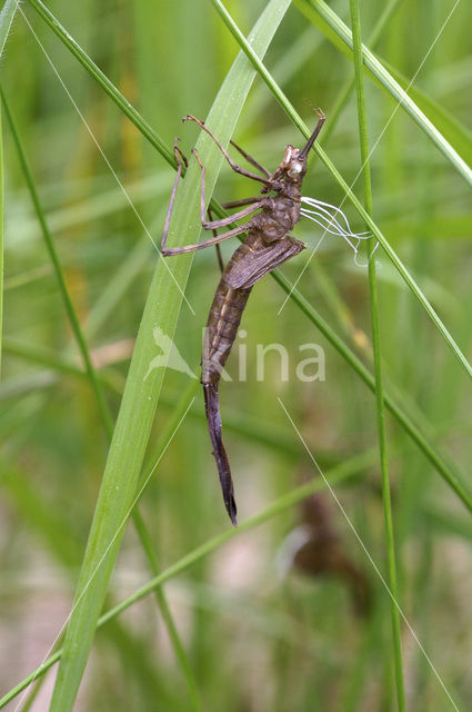 Weidebeekjuffer (Calopteryx splendens)