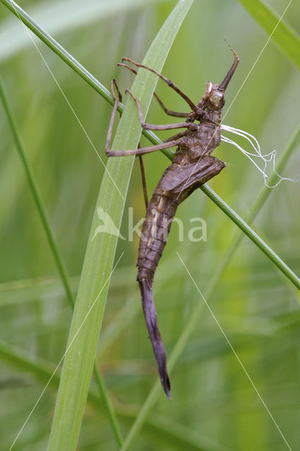 Weidebeekjuffer (Calopteryx splendens)