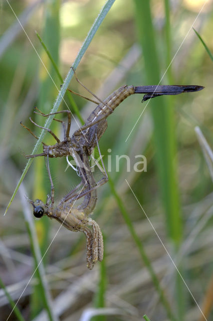 Weidebeekjuffer (Calopteryx splendens)