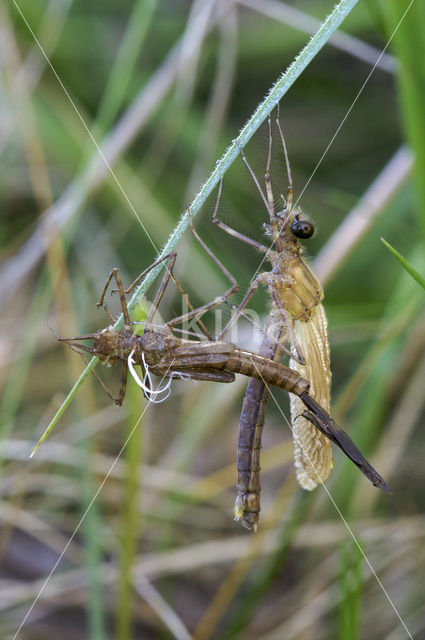 Weidebeekjuffer (Calopteryx splendens)