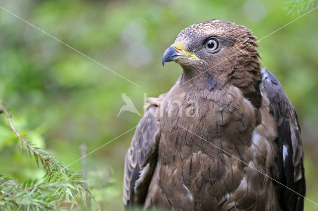 Wespendief (Pernis apivorus)