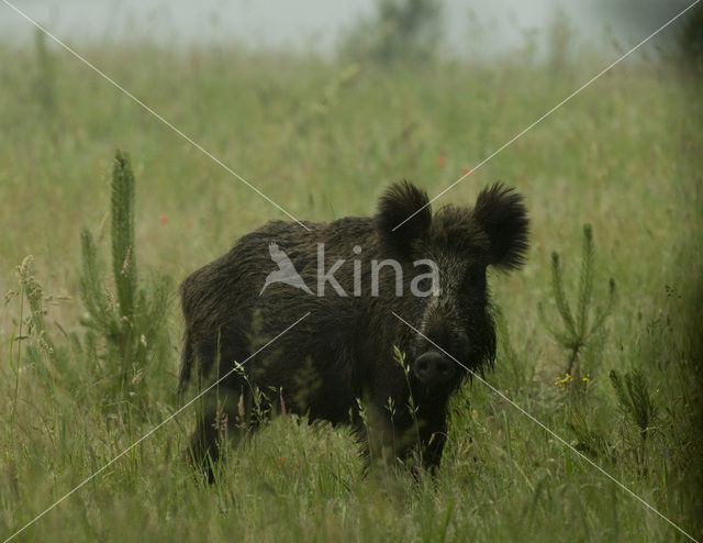 Wild zwijn