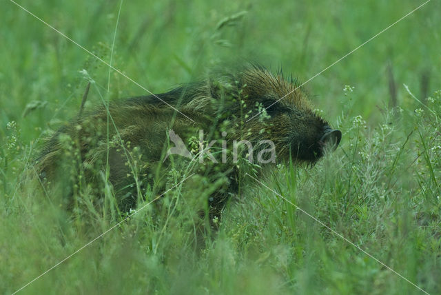 Wild zwijn